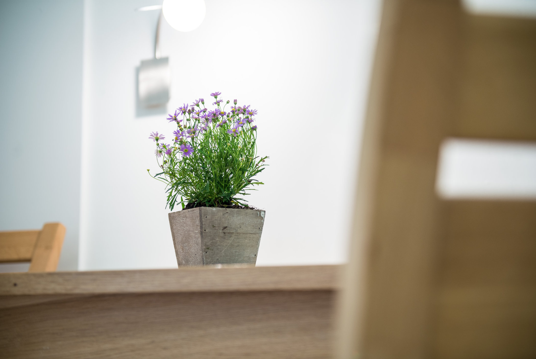 Blumen - Mehrbettzimmer